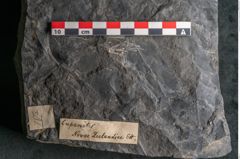 Foto (Detailansicht) von Cupanites novae zeelandiae Ettingshausen (NHMW-GEO-2024-0188-10247)